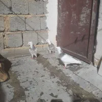 طوقی نسل دار