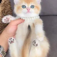 بچه گربه های اصیل و نایس( ایران کتز)|گربه|اصفهان, احمدآباد|دیوار