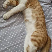 دوتا گربه نر وماده