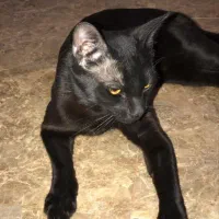 واگذاری فوری|گربه|اندیشه, اندیشه فاز ۴|دیوار