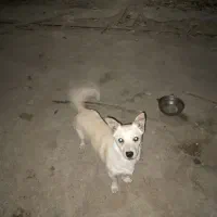 سگ اشپیز نر