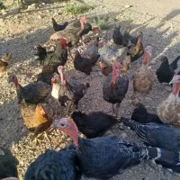 مرغ و خروس تخمی
