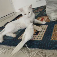 گربه تربیت شده|گربه|کاشمر, |دیوار