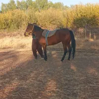 اسب مادیون جوان|اسب و تجهیزات اسبسواری|بروجرد, |دیوار