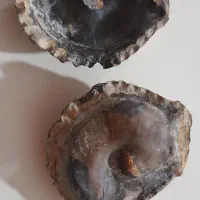 فسیل دوکفه ای|کلکسیون اشیاء عتیقه|چگنی, |دیوار