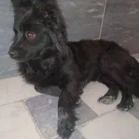 گمشده ۱۵ فروردین تهرانپاس|حیوانات|تهران, تهرانپارس شرقی|دیوار