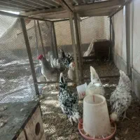 تخم نطفه دار گلین