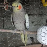 عروس هلندی