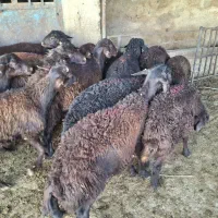 24 عدد بره نر قره قزل افشار درجه یک|حیوانات مزرعه|سجاس رود, |دیوار