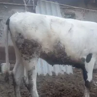 گوساله هلشتاین صنعتی