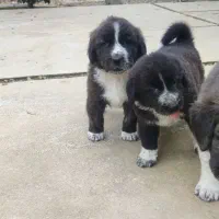 واگذاری سگ قدرجونی ماده|سگ|صومعه‌سرا, |دیوار