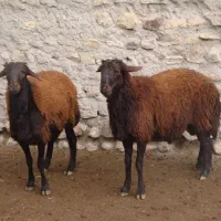 گوسفند فروشی در اسلامشهر ۲۴ساعته