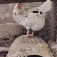 مرغ و خروس گلین لری