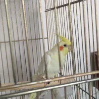 عروس هلندی|پرنده|اردبیل, |دیوار