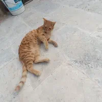 گربه خانگی|گربه|چناران, |دیوار