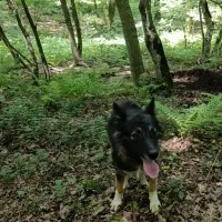 سگ دنبلانی|سگ|کلاله, |دیوار