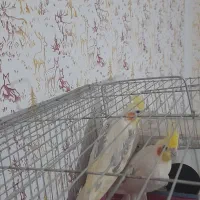 عروس هلندی جفتی