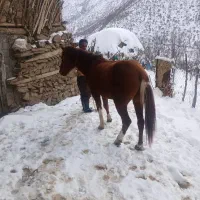 یک اسب زیبا و ارام به فروش میرسد و سن این اسب ۴ هس