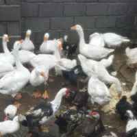 فروش غاز ،اردک اسراییلی ومرغ