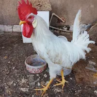 خروس تاج بلند|پرنده|تهران, اتابک|دیوار