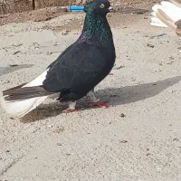 جفت دم سفید