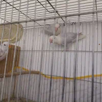 طوطی برزیلی وایت فیس|پرنده|شیراز, محراب|دیوار