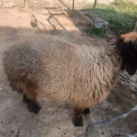 بره چاق|حیوانات مزرعه|مسجد سلیمان, |دیوار