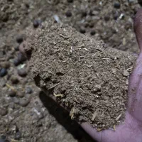 کود گوسفند ده تا نیسان