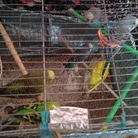 مرغ عشق|پرنده|تهران, شهرک ابوذر|دیوار