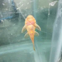 لجن خار|ماهی|تربت‌حیدریه, رجایی|دیوار