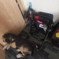 باربند دوچرخه نونو