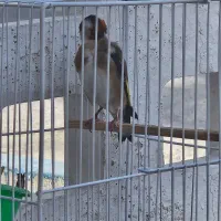 سهره چهارگل دهن لر|پرنده|مشهد, شهرک شهید باهنر|دیوار