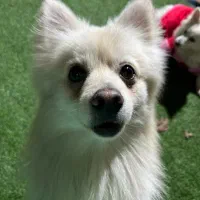 سگ پیدا شده|حیوانات|پردیس, فاز ۲|دیوار