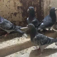 کبوتر پلاکی وبهبهانی|پرنده|شیراز, تندگویان|دیوار