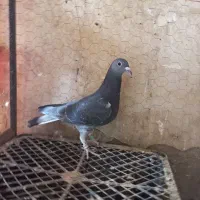 نرجان اردن|پرنده|زهک, |دیوار