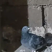 کبوتر|پرنده|باوی, |دیوار