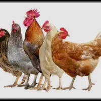 مرغ بومی تخمگذار