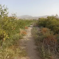 باغ انار|فروش زمین و ملک کلنگی|سلفچگان, |دیوار