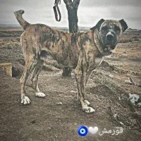 سگ دهن پاک نگهبان