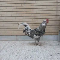 خروس اصلاح شده امریکایی|حیوانات مزرعه|اصفهان, مسجد مصلی|دیوار