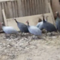 فروش مرغ شاخدار بالغ و تخم گذار