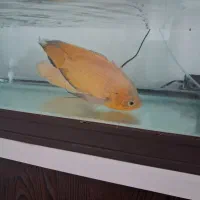 یک جفت ماهی اکواریوم اسکار نر و ماده