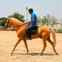 نرسمندطلایی ۶ساله