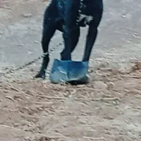 سگ نگهبان
