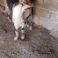 دو بزغاله نر نژاد سه قلو|حیوانات مزرعه|ملکشاهی, |دیوار