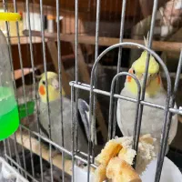 عروس هلندی نر و ماده آهویی زیبا|پرنده|رشت, گلسار|دیوار