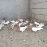 20 عدد کله زرد کاکل