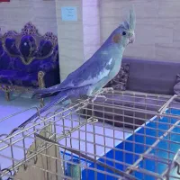 عروس هلندی خوشگل