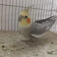 عروس هلندی نر