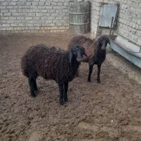 فروش دوتا بره ماده همو|حیوانات مزرعه|فیروزه, |دیوار